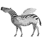 zebra